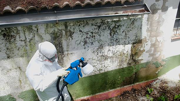 Top rated local Mold Remediation specialists in Pequannock, NJ